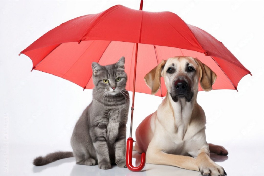 Safeco Pet Insurance